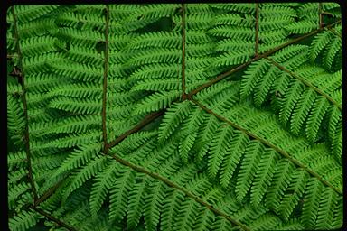 APII jpeg image of Cyathea woollsiana  © contact APII