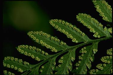 APII jpeg image of Lastreopsis marginans  © contact APII