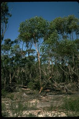 APII jpeg image of Eucalyptus quadrans  © contact APII