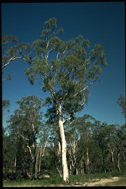 APII jpeg image of Eucalyptus racemosa  © contact APII