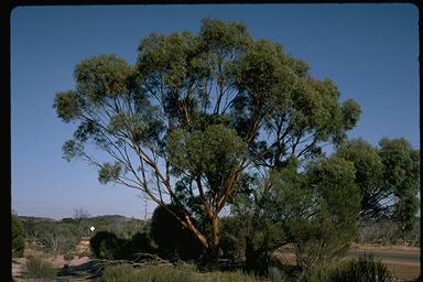 APII jpeg image of Eucalyptus sargentii  © contact APII