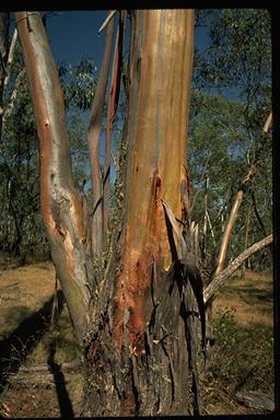 APII jpeg image of Eucalyptus stellulata  © contact APII