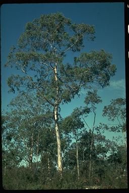 APII jpeg image of Eucalyptus tenuiramis  © contact APII