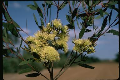 APII jpeg image of Eucalyptus tumida  © contact APII