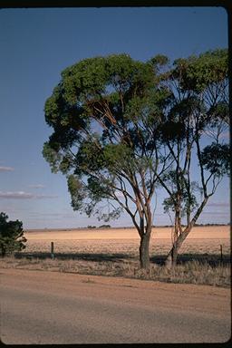 APII jpeg image of Eucalyptus yilgarnensis  © contact APII