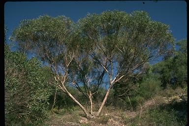 APII jpeg image of Eucalyptus zopherophloia  © contact APII