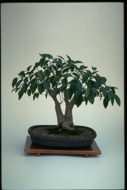 APII jpeg image of Ficus rubiginosa  © contact APII