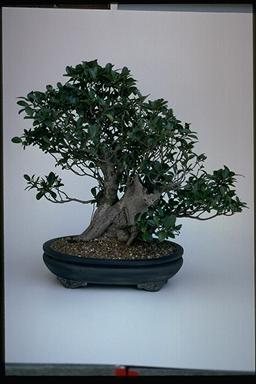 APII jpeg image of Ficus rubiginosa  © contact APII