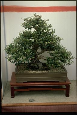 APII jpeg image of Banksia integrifolia  © contact APII