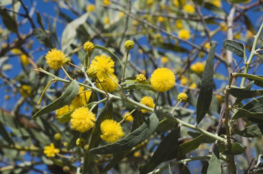 APII jpeg image of Acacia dempsteri  © contact APII