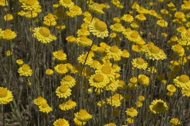 APII jpeg image of Leucochrysum molle  © contact APII