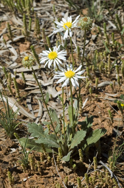 APII jpeg image of Calotis scabiosifolia var. scabiosifolia  © contact APII