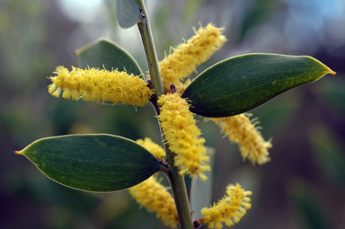 APII jpeg image of Acacia pubifolia  © contact APII