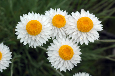 APII jpeg image of Leucochrysum albicans  © contact APII