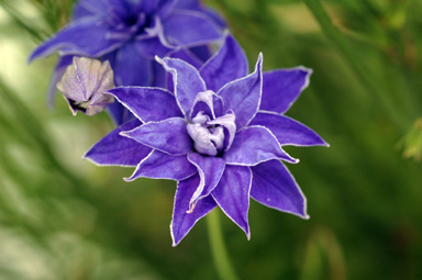 APII jpeg image of Wahlenbergia stricta 'Double'  © contact APII