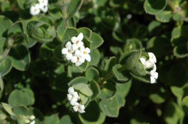 APII jpeg image of Pimelea latifolia subsp. altior  © contact APII