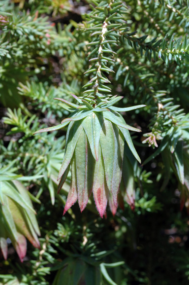 APII jpeg image of Darwinia oederoides  © contact APII