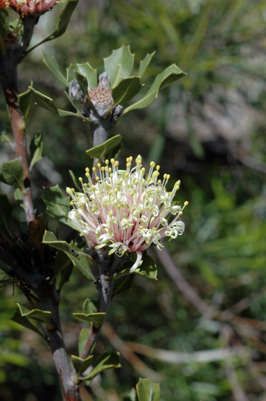 APII jpeg image of Banksia cuneata  © contact APII