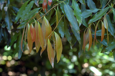 APII jpeg image of Cinnamomum oliveri  © contact APII