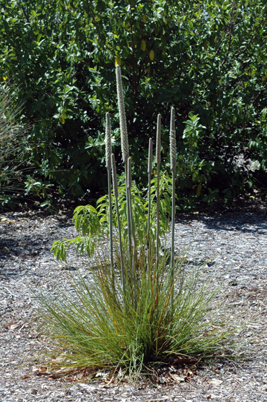 APII jpeg image of Xanthorrhoea fulva  © contact APII