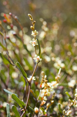 APII jpeg image of Muehlenbeckia tuggeranong  © contact APII