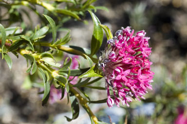 APII jpeg image of Pimelea rosea  © contact APII