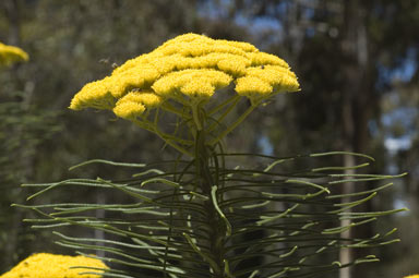 APII jpeg image of Cassinia leptocephala subsp. leptocephala  © contact APII