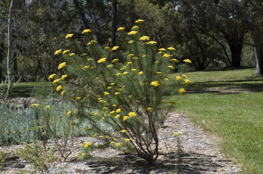 APII jpeg image of Cassinia leptocephala subsp. leptocephala  © contact APII