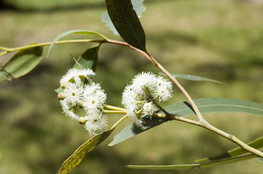 APII jpeg image of Eucalyptus consideniana  © contact APII