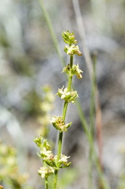 APII jpeg image of Galium gaudichaudii subsp. gaudichaudii  © contact APII