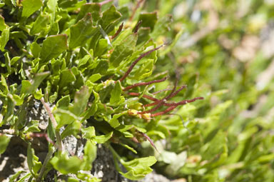 APII jpeg image of Dodonaea procumbens  © contact APII
