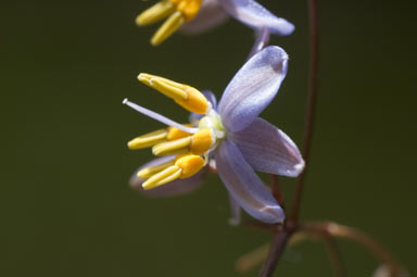 APII jpeg image of Dianella  © contact APII