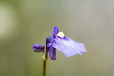 APII jpeg image of Utricularia dichotoma  © contact APII