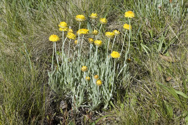 APII jpeg image of Leucochrysum albicans var. albicans  © contact APII