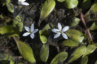 APII jpeg image of Lobelia surrepens  © contact APII