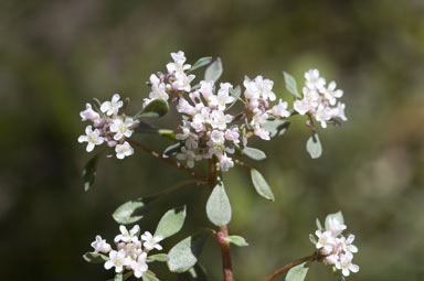 APII jpeg image of Poranthera microphylla  © contact APII