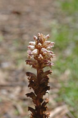 APII jpeg image of Orobanche minor  © contact APII