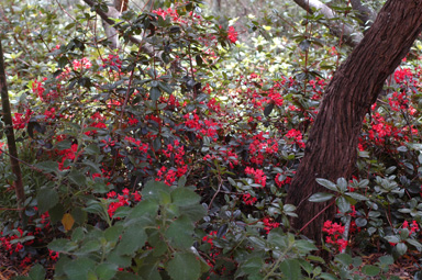 APII jpeg image of Rhododendron lochiae x macgregoriae  © contact APII