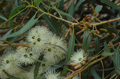 APII jpeg image of Eucalyptus annulata  © contact APII