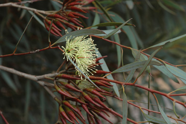 APII jpeg image of Eucalyptus densa  © contact APII