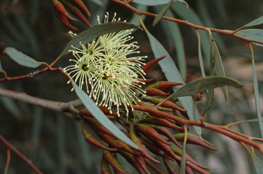 APII jpeg image of Eucalyptus densa  © contact APII