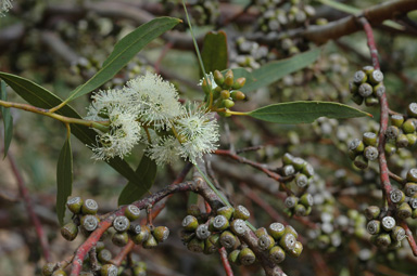 APII jpeg image of Eucalyptus effusa  © contact APII