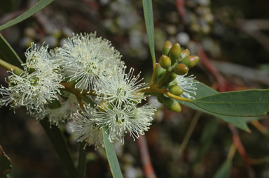 APII jpeg image of Eucalyptus effusa  © contact APII