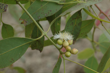 APII jpeg image of Eucalyptus patellaris  © contact APII