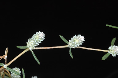 APII jpeg image of Gomphrena sordida  © contact APII