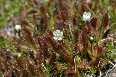 APII jpeg image of Drosera arcturi  © contact APII