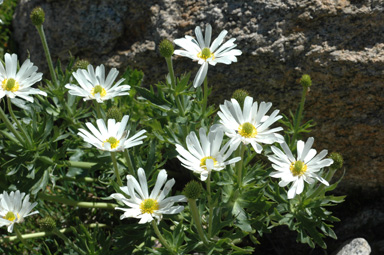 APII jpeg image of Ranunculus anemoneus  © contact APII