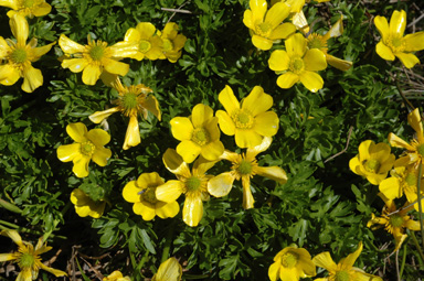 APII jpeg image of Ranunculus niphophilus  © contact APII