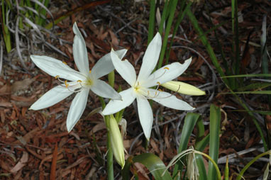 APII jpeg image of Crinum flaccidum  © contact APII