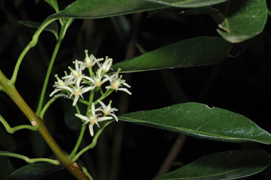 APII jpeg image of Acronychia oblongifolia  © contact APII